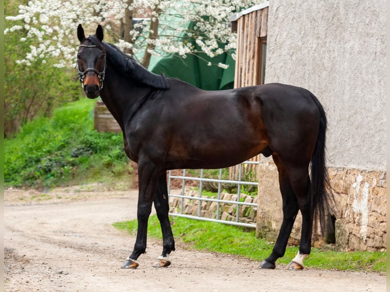 Hanoverian Gelding 14 years 17.1 hh Brown in Gera