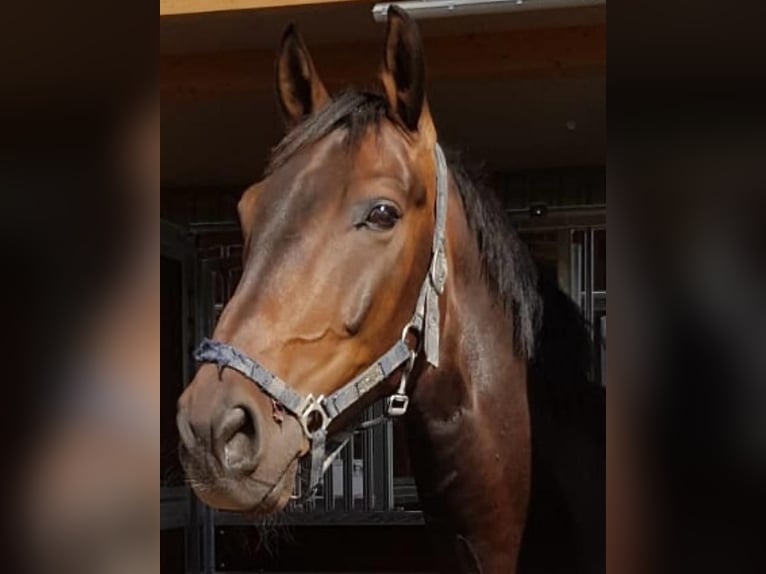 Hanoverian Gelding 14 years 17,1 hh in Ahrensburg