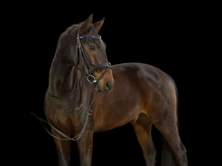 Hanoverian Gelding 14 years 17,1 hh in Ahrensburg