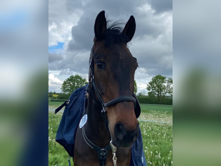 Hanoverian Gelding 14 years 17,1 hh in Ahrensburg