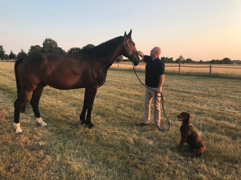 Hanoverian Gelding 14 years 17,2 hh Bay-Dark in Schillerslage-Burgdorf