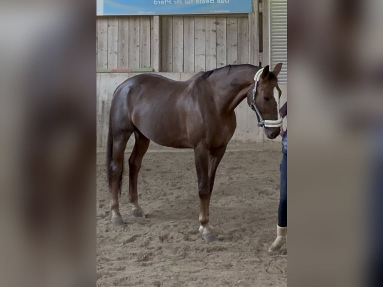 Hanoverian Gelding 14 years 17.2 hh Chestnut in Nassenwil