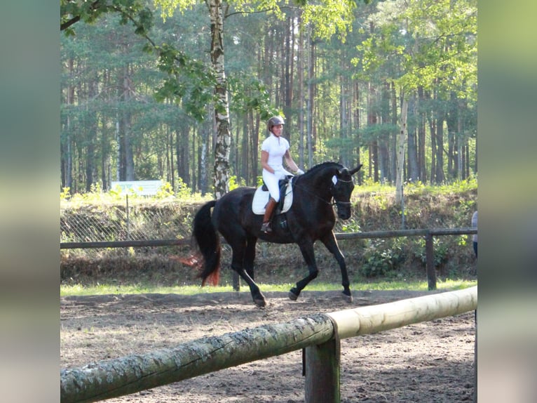 Hanoverian Gelding 14 years 17,3 hh Black in Salzhausen