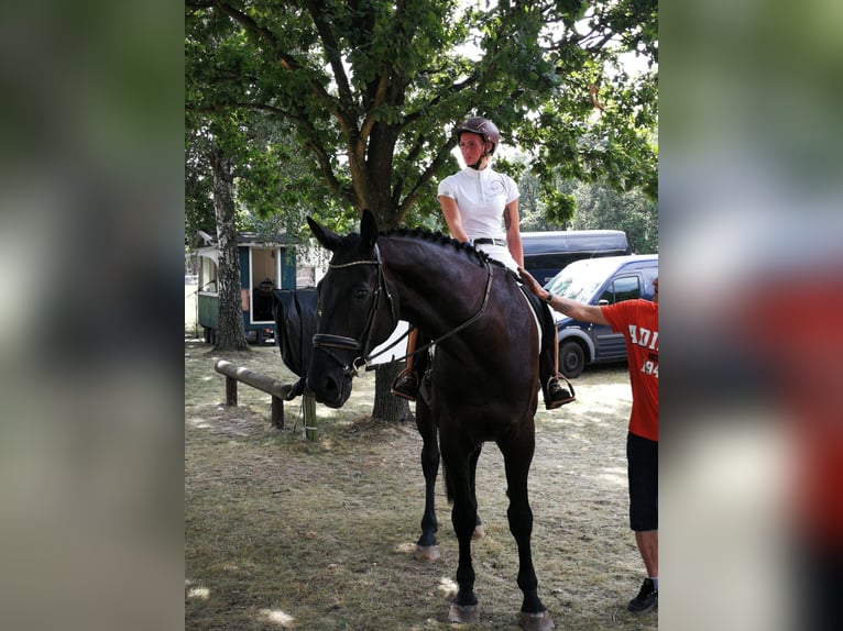 Hanoverian Gelding 14 years 17,3 hh Black in Salzhausen