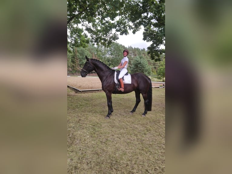 Hanoverian Gelding 14 years 17,3 hh Black in Salzhausen