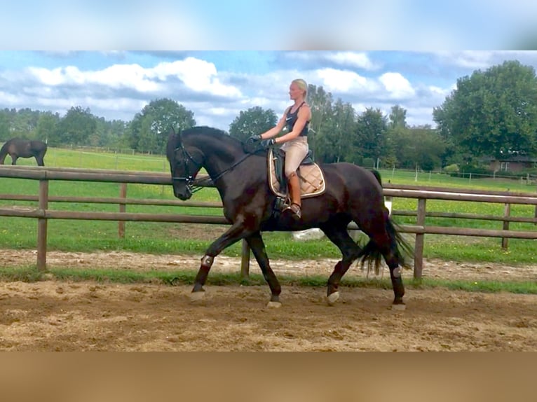 Hanoverian Gelding 14 years 17,3 hh Black in Salzhausen