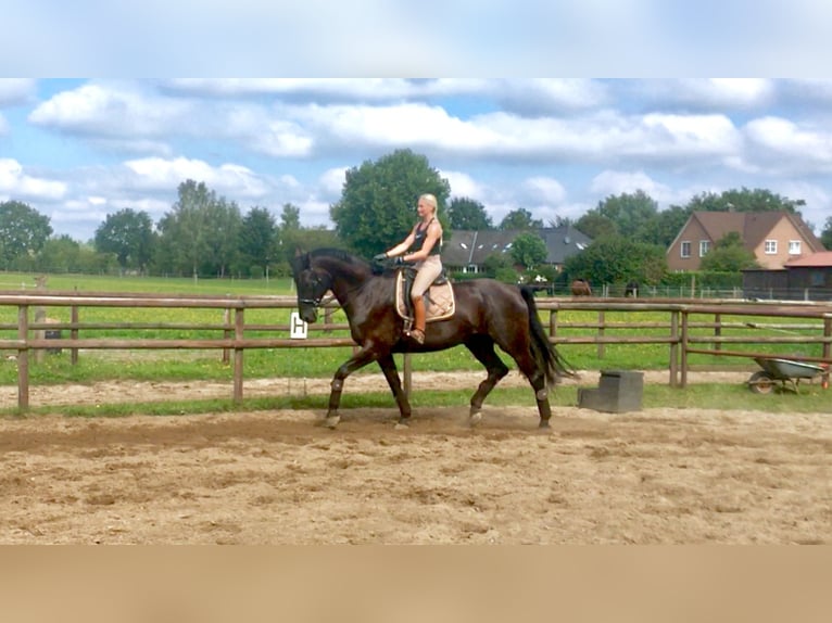 Hanoverian Gelding 14 years 17,3 hh Black in Salzhausen