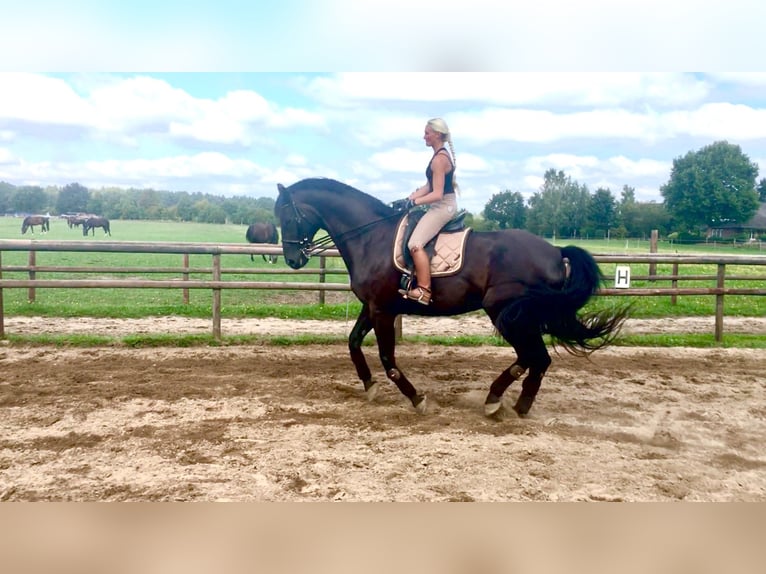 Hanoverian Gelding 14 years 17,3 hh Black in Salzhausen