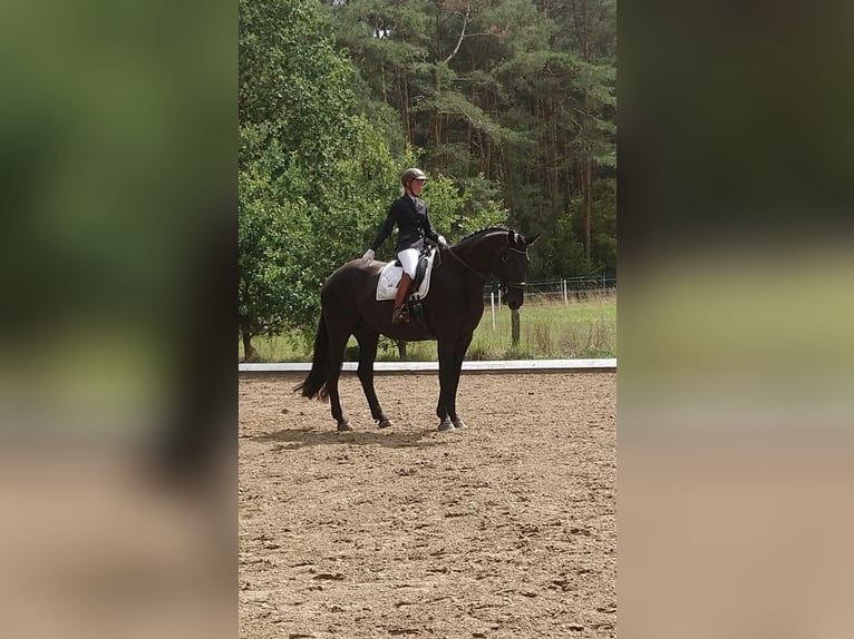 Hanoverian Gelding 14 years 17,3 hh Black in Salzhausen