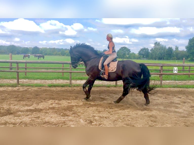 Hanoverian Gelding 14 years 17,3 hh Black in Salzhausen