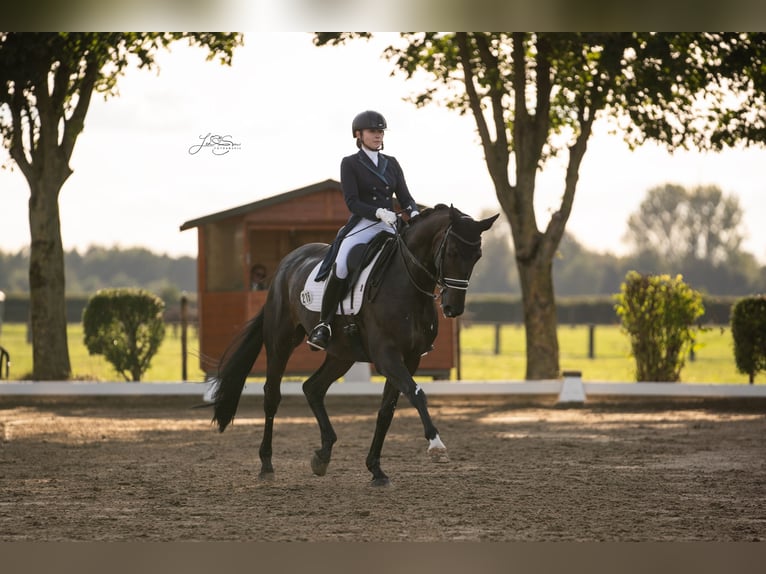 Hanoverian Gelding 14 years 17 hh Bay-Dark in Neuss