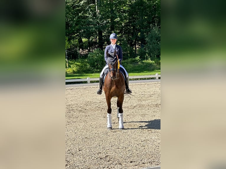 Hanoverian Gelding 14 years 17 hh Bay-Dark in Weitersweiler