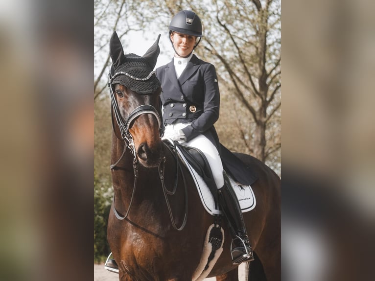 Hanoverian Gelding 14 years 17 hh Bay-Dark in Weitersweiler