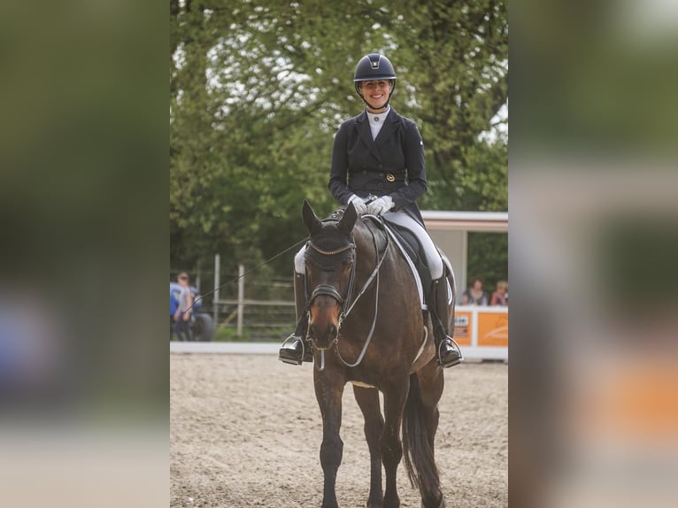 Hanoverian Gelding 14 years 17 hh Bay-Dark in Weitersweiler