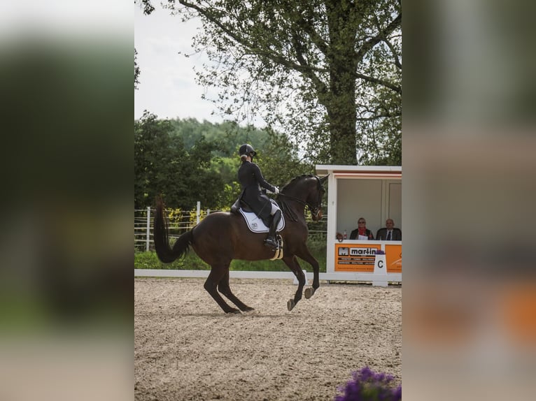 Hanoverian Gelding 14 years 17 hh Bay-Dark in Weitersweiler