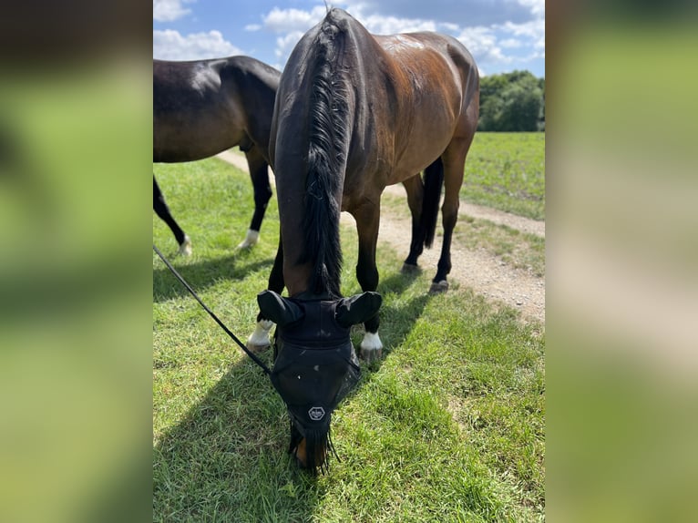 Hanoverian Gelding 14 years 17 hh Bay-Dark in Schaffhausen