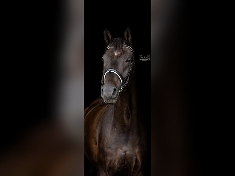 Hanoverian Gelding 14 years 17 hh Bay-Dark in Biedenkopf
