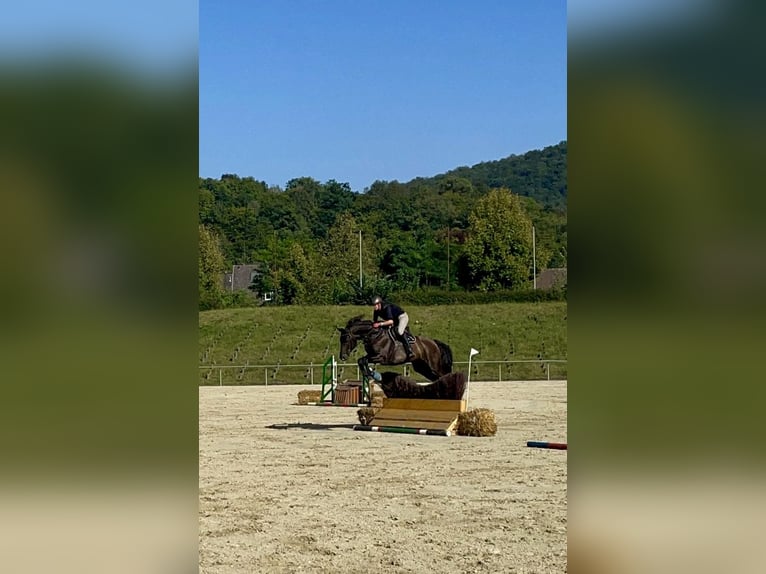 Hanoverian Gelding 14 years 17 hh Bay-Dark in Biedenkopf