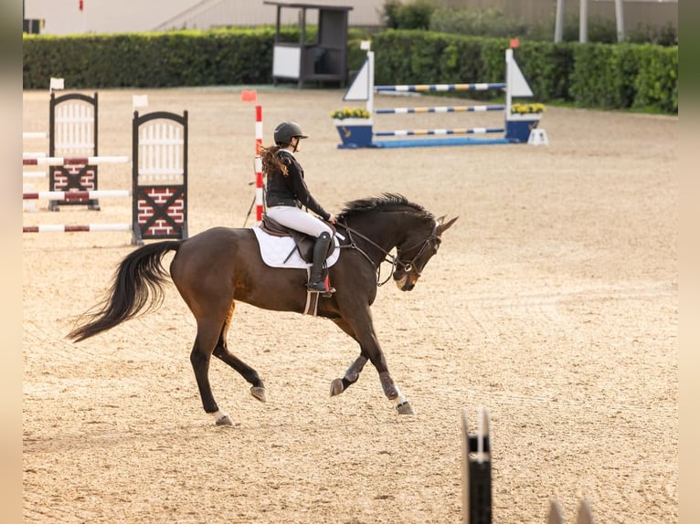 Hanoverian Gelding 14 years 17 hh Bay-Dark in Borges Del Camp, Les