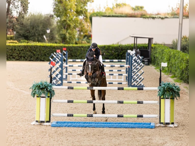 Hanoverian Gelding 14 years 17 hh Bay-Dark in Borges Del Camp, Les