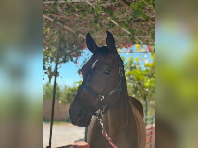 Hanoverian Gelding 14 years 17 hh Bay in cascais