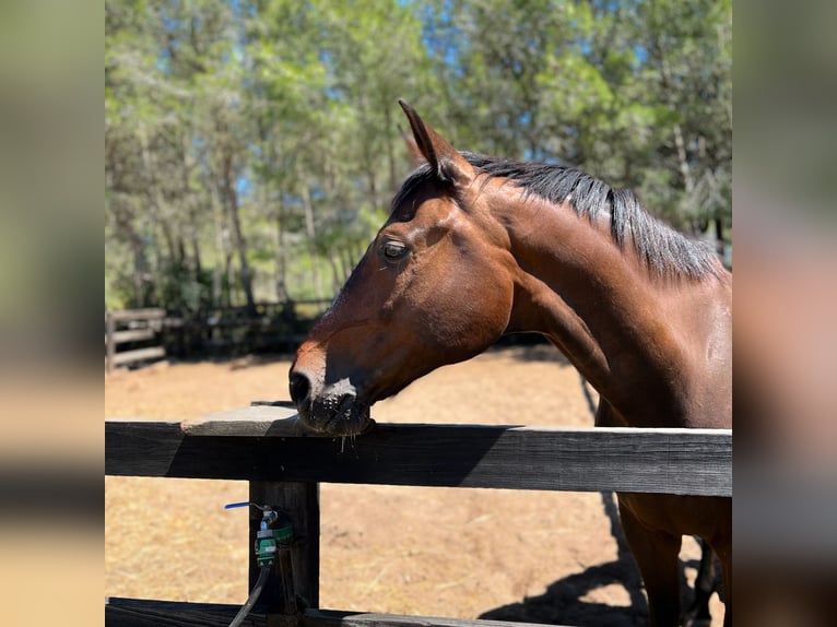 Hanoverian Gelding 14 years 17 hh Bay in cascais