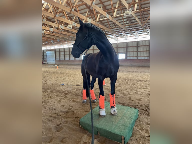 Hanoverian Gelding 14 years 17 hh Black in Boulder, CO