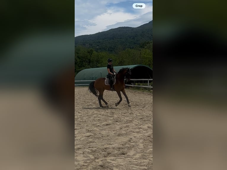 Hanoverian Gelding 14 years 17 hh Brown in Besozzo
