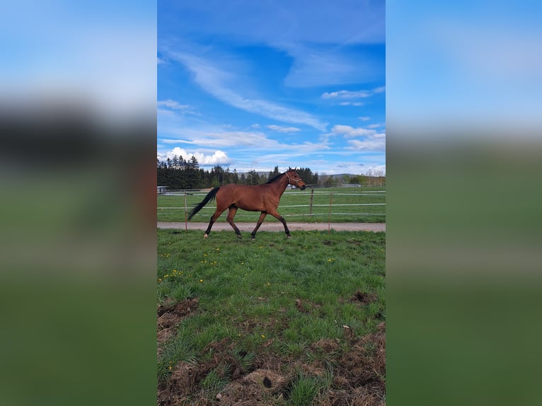 Hanoverian Gelding 14 years 17 hh Brown in Eibenstock