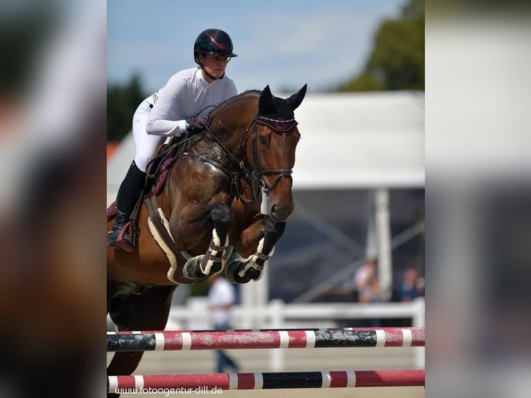 Hanoverian Gelding 14 years 17 hh Brown in Mühldorf am Inn