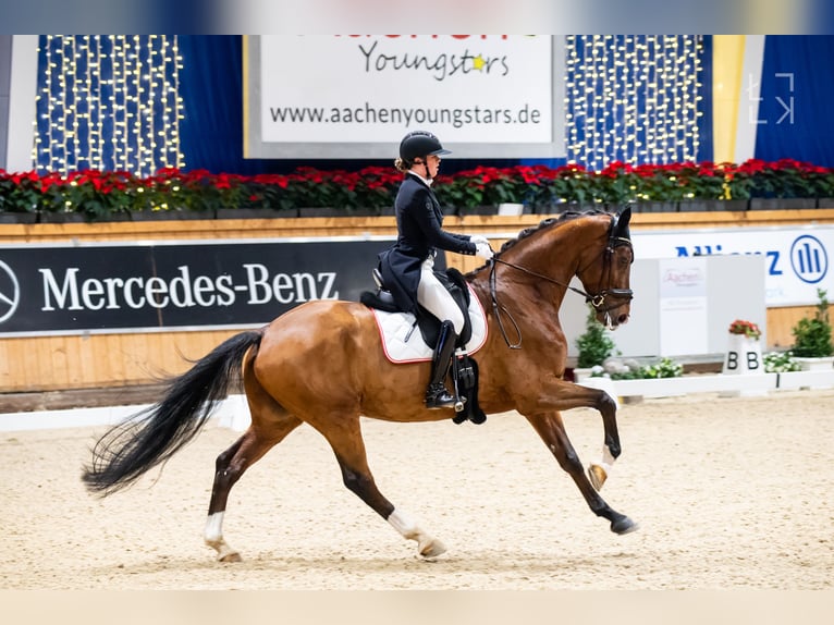 Hanoverian Gelding 14 years 17 hh Brown in Traiskirchen