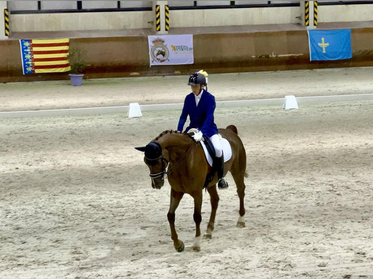 Hanoverian Gelding 14 years 17 hh Chestnut-Red in Avila