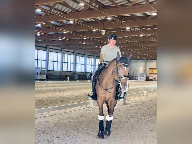 Hanoverian Gelding 14 years 17 hh Chestnut-Red in Avila