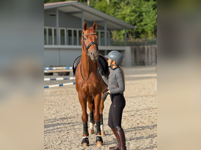 Hanoverian Gelding 14 years 17 hh Chestnut-Red in Küsnacht ZH