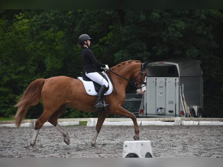 Hanoverian Gelding 14 years 17 hh Chestnut-Red in Seligenstadt