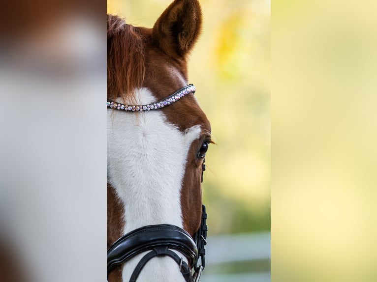 Hanoverian Gelding 14 years 17 hh Chestnut-Red in Seligenstadt