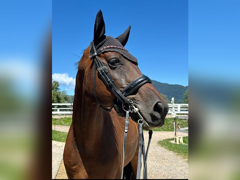 Hanoverian Gelding 14 years 17 hh in Besozzo