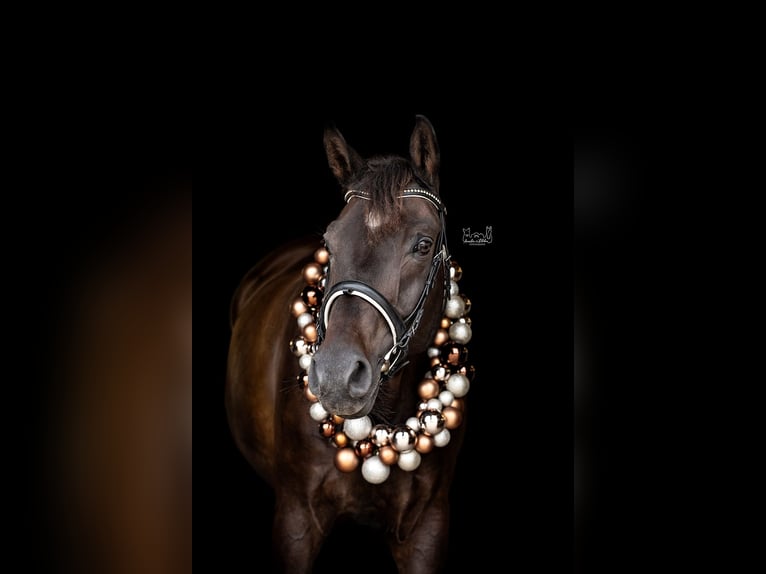 Hanoverian Gelding 14 years 17,1 hh Bay-Dark in Biedenkopf