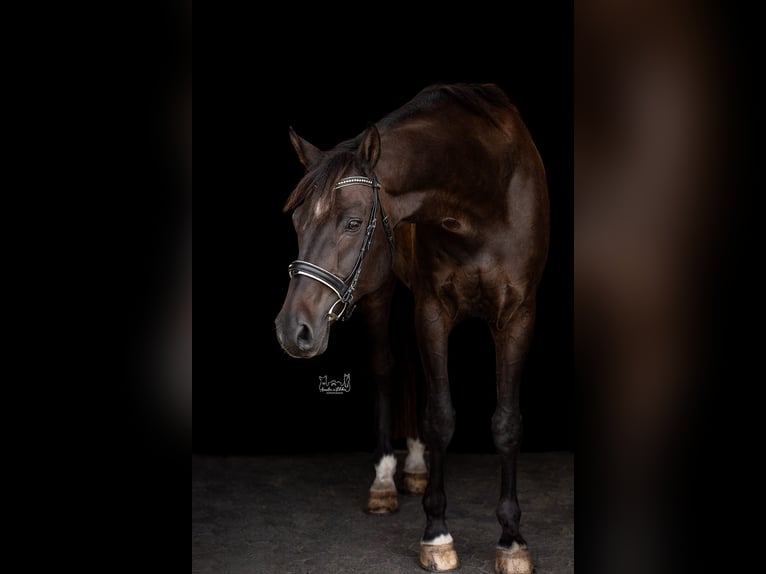 Hanoverian Gelding 14 years 17,1 hh Bay-Dark in Biedenkopf