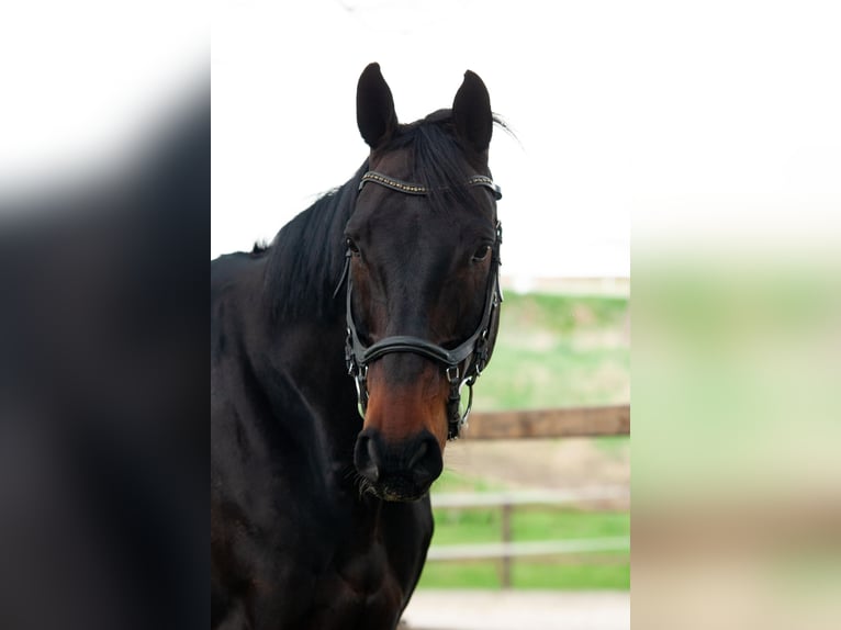Hanoverian Gelding 14 years 17,1 hh Brown in Gera