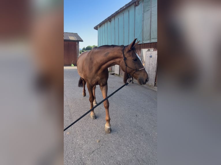 Hanoverian Gelding 14 years 17,2 hh Chestnut in Nassenwil