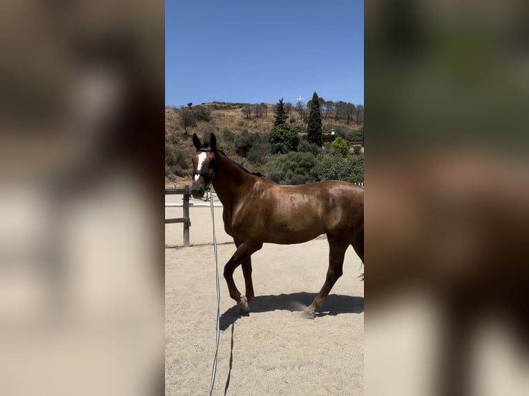 Hanoverian Gelding 14 years 17,2 hh Chestnut in Nassenwil