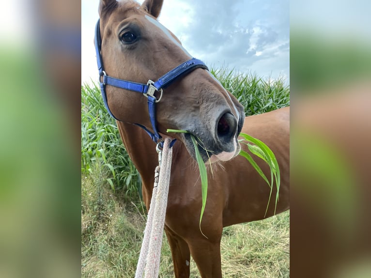 Hanoverian Gelding 14 years 17,3 hh Chestnut-Red in München