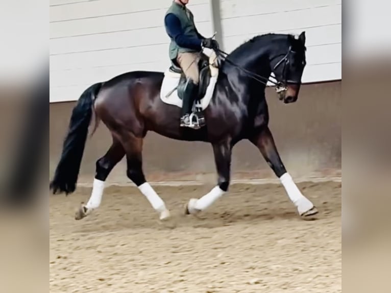 Hanoverian Gelding 14 years 18 hh Smoky-Black in VechtaVechta