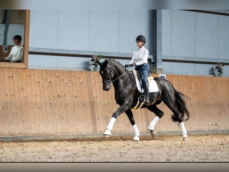 Hanoverian, Gelding, 14 years, Black