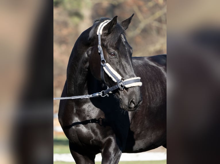 Hanoverian Gelding 14 years Black in Walldorf