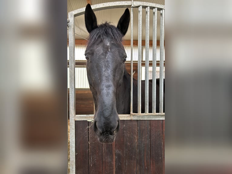 Hanoverian Gelding 14 years Black in Walldorf