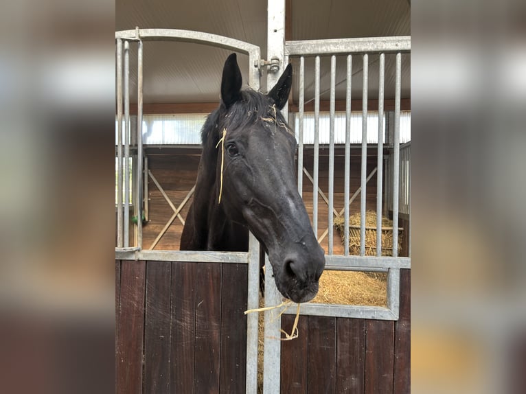 Hanoverian Gelding 14 years Black in Walldorf