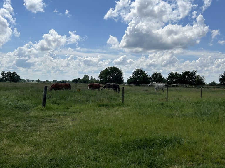 Hanoverian Gelding 14 years in Ottersberg