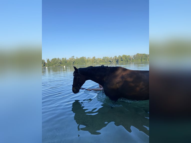 Hanoverian Gelding 15 years 15.3 hh Brown in Schömberg